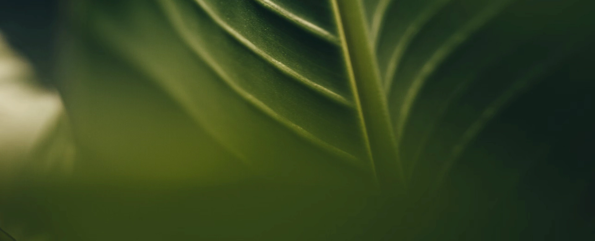 ecologic hero